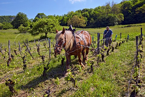 Benot Royer and Kigali his Comtois mare harrowing his vineyard of 60year old Poulsard and Pinot Noir vines Domaine de la Cibellyne Mesnay Jura France Arbois