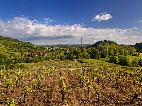 Vineyards above village of Vallire Near Ltoile Jura France  Ltoile