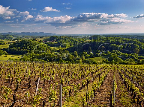 Vineyards of Chteau ltoile Ltoile Jura France  Ltoile