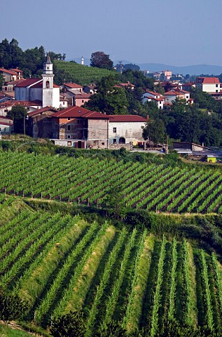 Vineyards at Kojsko Slovenia Gorizia Brda