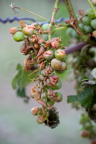 Grapes damaged by violent hailstorm during the evening of 2 August Grezillac Gironde France EntreDeuxMers  Bordeaux