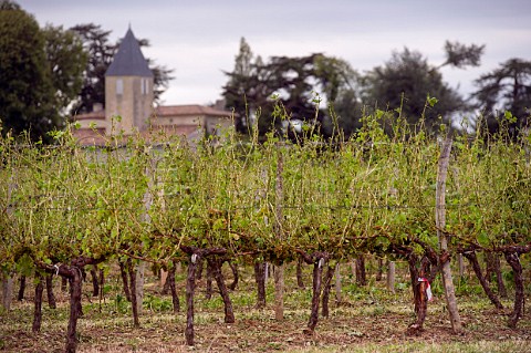 Vineyard damaged by violent hailstorm during the evening of 2 August 2013 Grezillac Gironde France EntreDeuxMers  Bordeaux