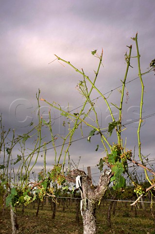 Vineyard damaged by violent hailstorm during the evening of 2 August 2013 Grezillac Gironde France EntreDeuxMers  Bordeaux