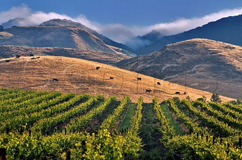 Morning fog lifting from the Santa Lucia Mountains beyond Moretti Canyon vineyard of Tolosa Estate San Luis Obispo California  Edna Valley