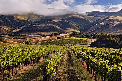 Morning fog lifting from the Santa Lucia Mountains beyond the Edna Ranch Mountainside vineyard of Tolosa Estate San Luis Obispo California Edna Valley