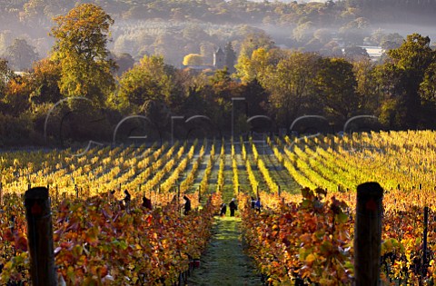 Picking Pinot Noir grapes in Albury Organic Vineyard Albury Surrey England