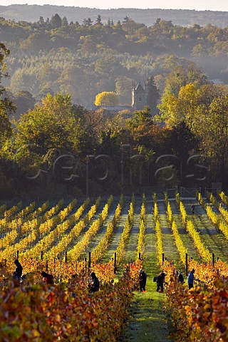 Picking Pinot Noir grapes in Albury Organic Vineyard Albury Surrey England