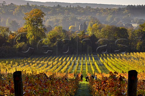 Picking Pinot Noir grapes in Albury Organic Vineyard Albury Surrey England