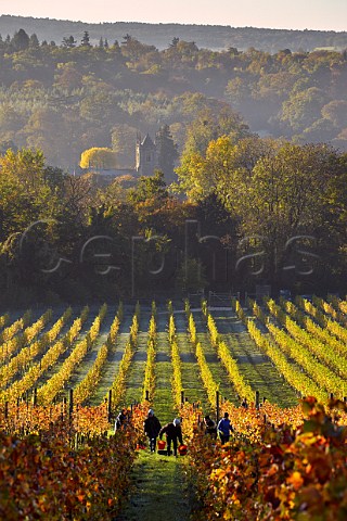 Picking Pinot Noir grapes in Albury Organic Vineyard Albury Surrey England