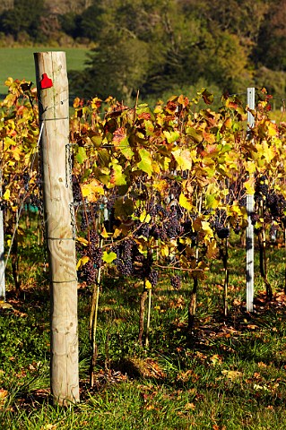 Pinot Noir grapes on harvest day in Albury Organic Vineyard Albury Surrey England