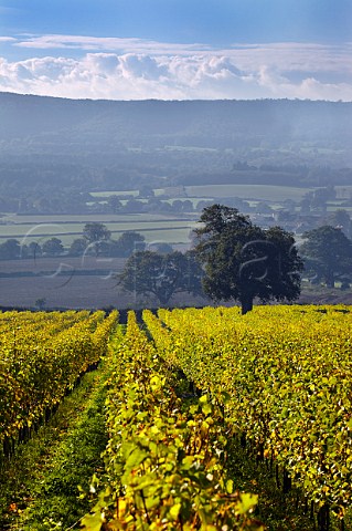 Upper Tillington Vineyard of Nyetimber with the South Downs in distance Near Petworth Sussex England