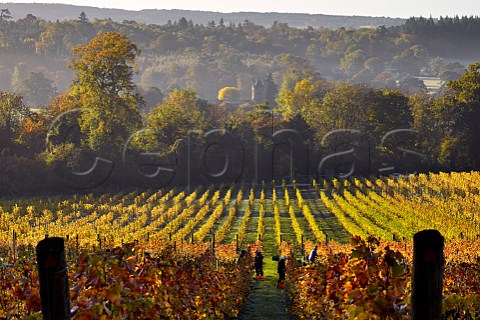 Picking Pinot Noir grapes in Albury Organic Vineyard Albury Surrey England