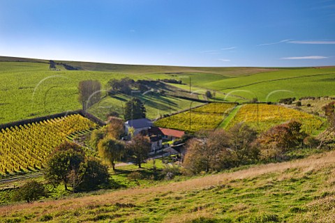 Breaky Bottom Vineyard on the South Downs Near Rodmell Sussex England