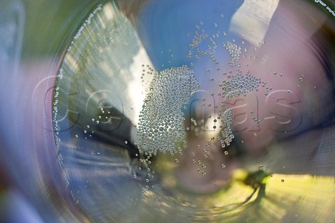 Bubbles in a glass of Bellavista sparkling wine Franciacorta Lombardy Italy