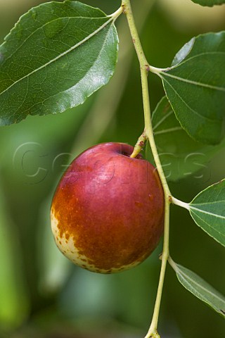 Jujube fruit on the tree