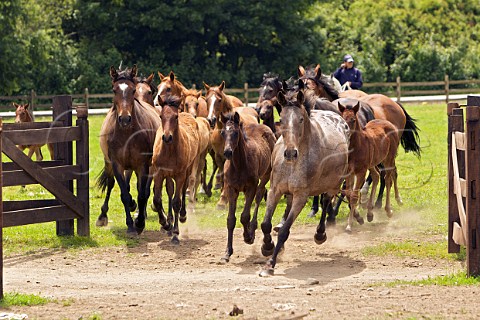 Herding horses on the stud farm at the Lago Ranco Estate of Via Casa Silva Patagonia Chile
