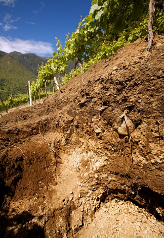 Soil profile in vineyard of Via Casa Silva at Lago Ranco Patagonia Chile