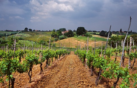 Vineyards near Dozza EmiliaRomagna Italy Albana di Romagna  Sangiovese di Romagna