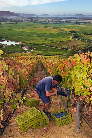 Picking Carmenre grapes in Clos Apalta vineyard of Lapostolle Colchagua Valley Chile