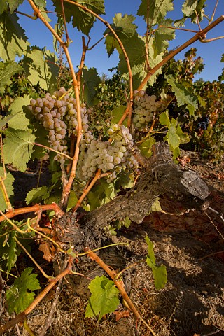 Torontel grapes on old vine in vineyard of Caliboro Maule Valley Chile
