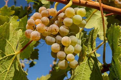 Torontel grapes in vineyard of Caliboro Maule Valley Chile