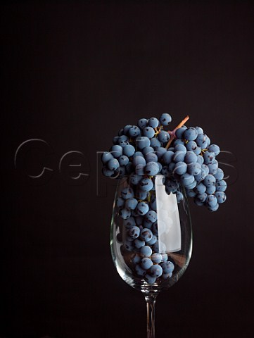 Merlot grapes in a wine glass