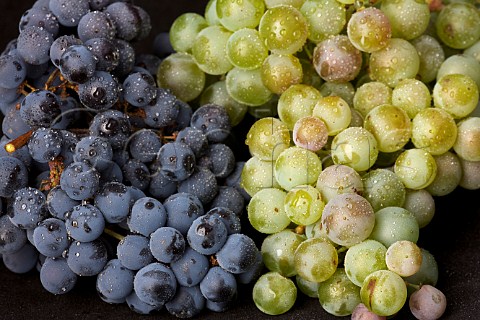 Merlot and Semillon grapes