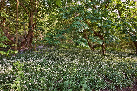 Ramsons Wild Garlic and bluebells flowering in woodland on West End Common Esher Surrey England
