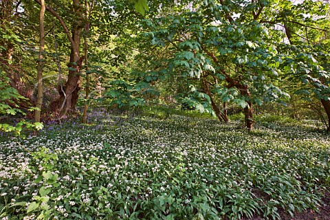 Ramsons Wild Garlic and bluebells flowering in woodland on West End Common Esher Surrey England