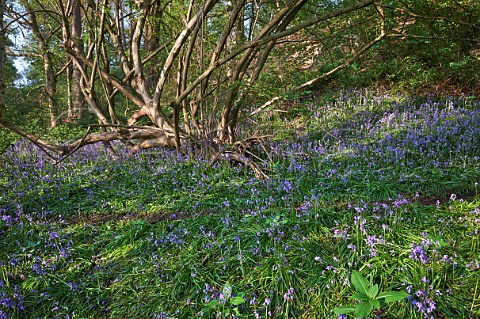 Bluebells flowering in woodland on West End Common Esher Surrey England