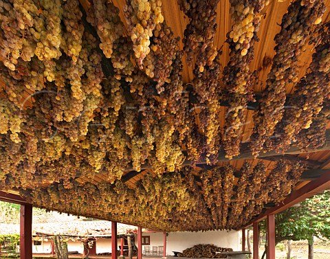 Torontel grapes hanging from wires to dry for lateharvest wine at Caliboro Cauquenes Maule Valley Chile
