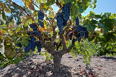 Zinfandel grapes in the Remo Belli Vineyard a contract grower for Opolo and Vines On The Marycrest Paso Robles San Luis Obispo Co California Paso Robles