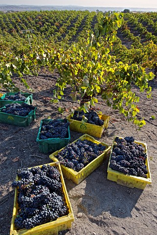 Harvesting Zinfandel grapes in the Remo Belli Vineyard a contract grower for Opolo and Vines On The Marycrest Paso Robles San Luis Obispo Co California Paso Robles 