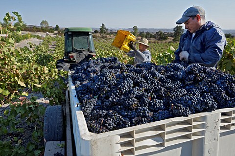 Harvesting Zinfandel grapes in the Remo Belli Vineyard a contract grower for Opolo and Vines On The Marycrest Paso Robles San Luis Obispo Co California Paso Robles 