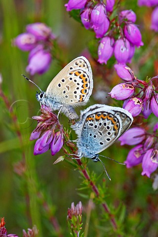 SilverStudded Blues mating Fairmile Common Esher Surrey England