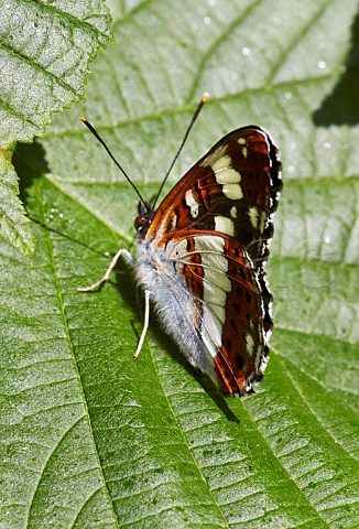 White Admiral resting on leaf Bookham Common Surrey England