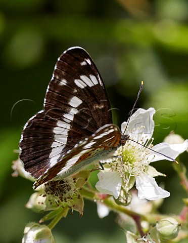 White Admiral feeding on bramble flower Bookham Common Surrey England