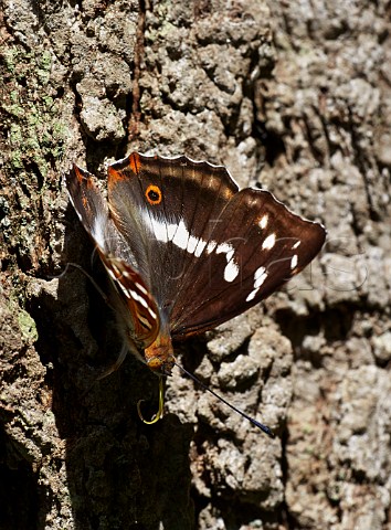 Purple Emperor resting on oak tree Bookham Common Surrey England