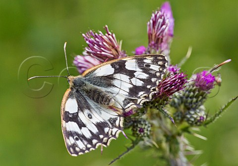 Marbled White butterfly feeding on thistle Norbury Park Mickleham Surrey England