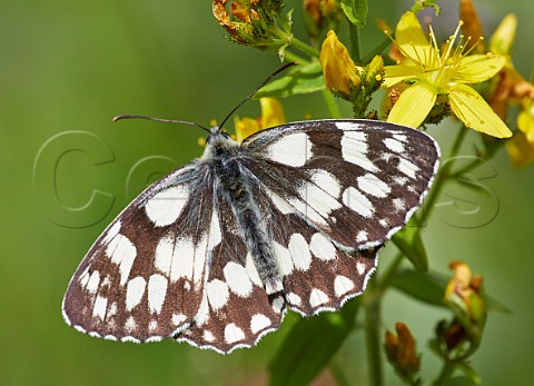 Marbled White butterfly feeding on St Johns Wort Norbury Park Mickleham Surrey England