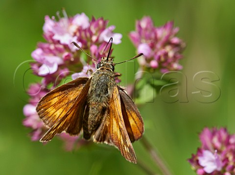 Large Skipper butterfly feeding on Red Clover Norbury Park Mickleham Surrey England