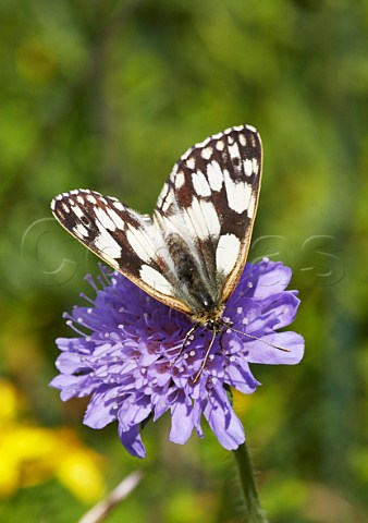 Marbled White butterfly feeding on Field Scabious Norbury Park Mickleham Surrey England