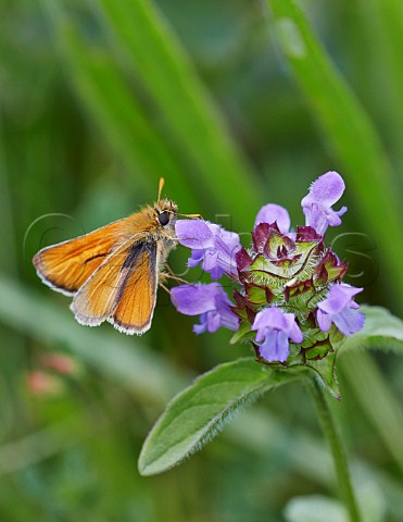 Small Skipper butterfly feeding on Selfheal flower Norbury Park Mickleham Surrey England