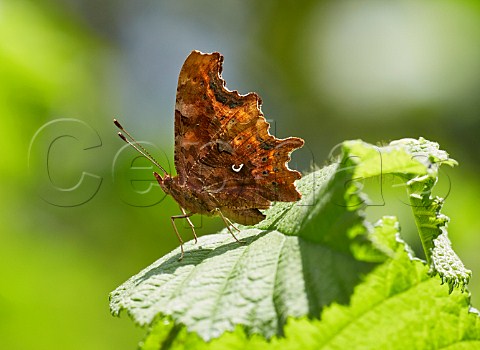 Comma butterfly resting on leaf Norbury Park Mickleham Surrey England