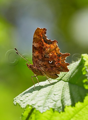 Comma butterfly resting on leaf Norbury Park Mickleham Surrey England