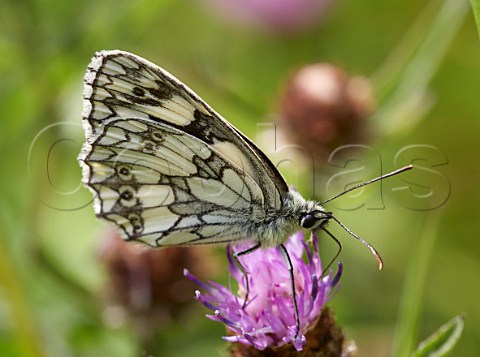 Marbled White butterfly feeding on Knapweed Norbury Park Mickleham Surrey England