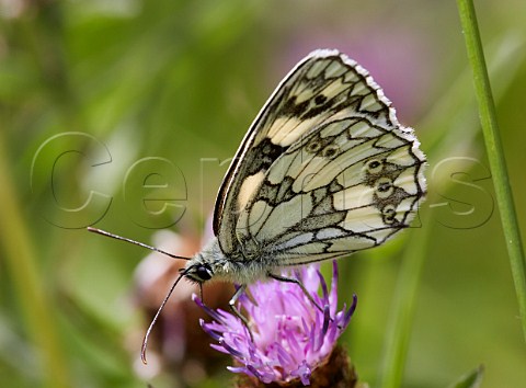 Marbled White butterfly feeding on Knapweed Norbury Park Mickleham Surrey England
