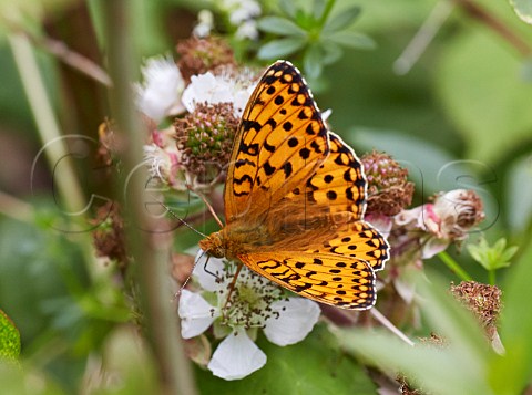 Dark Green Fritillary feeding on bramble flowers Box Hill Dorking Surrey England