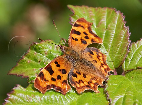 Comma butterfly resting on leaf Box Hill Dorking Surrey England
