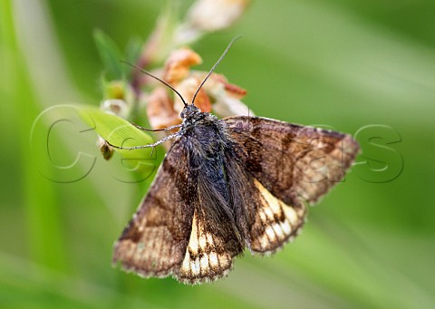 Burnet Companion moth Box Hill Dorking Surrey England